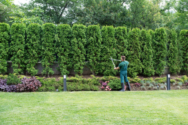 Best Lawn Drainage Solutions  in Kincaid, IL