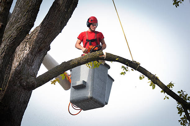 Why Choose Our Tree Removal Services in Kincaid, IL?